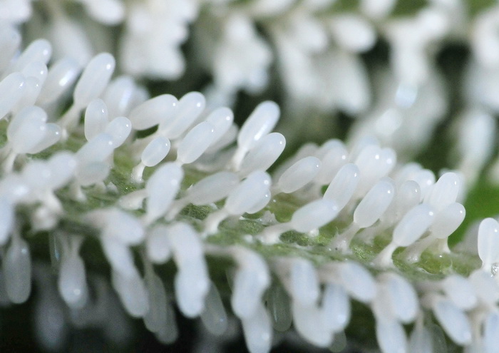 Diachea leucopodia